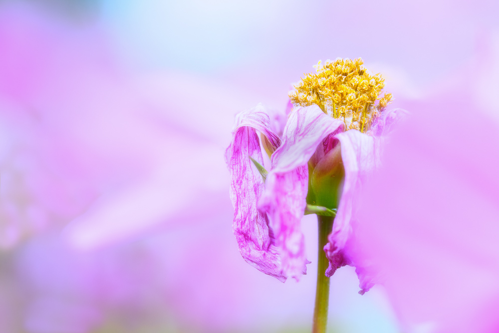 Platz 8 Conny Kleiner